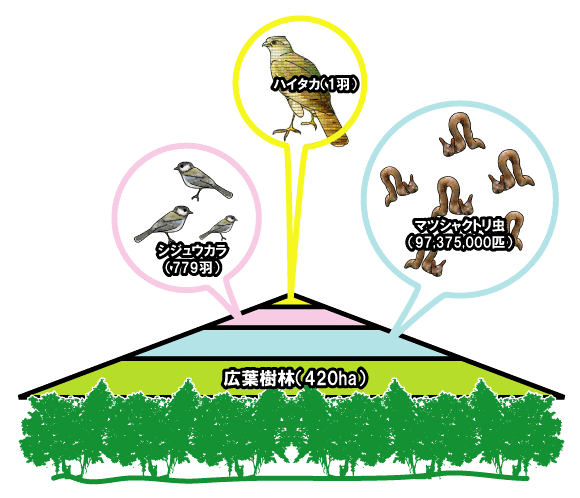 野鳥と森林生態系