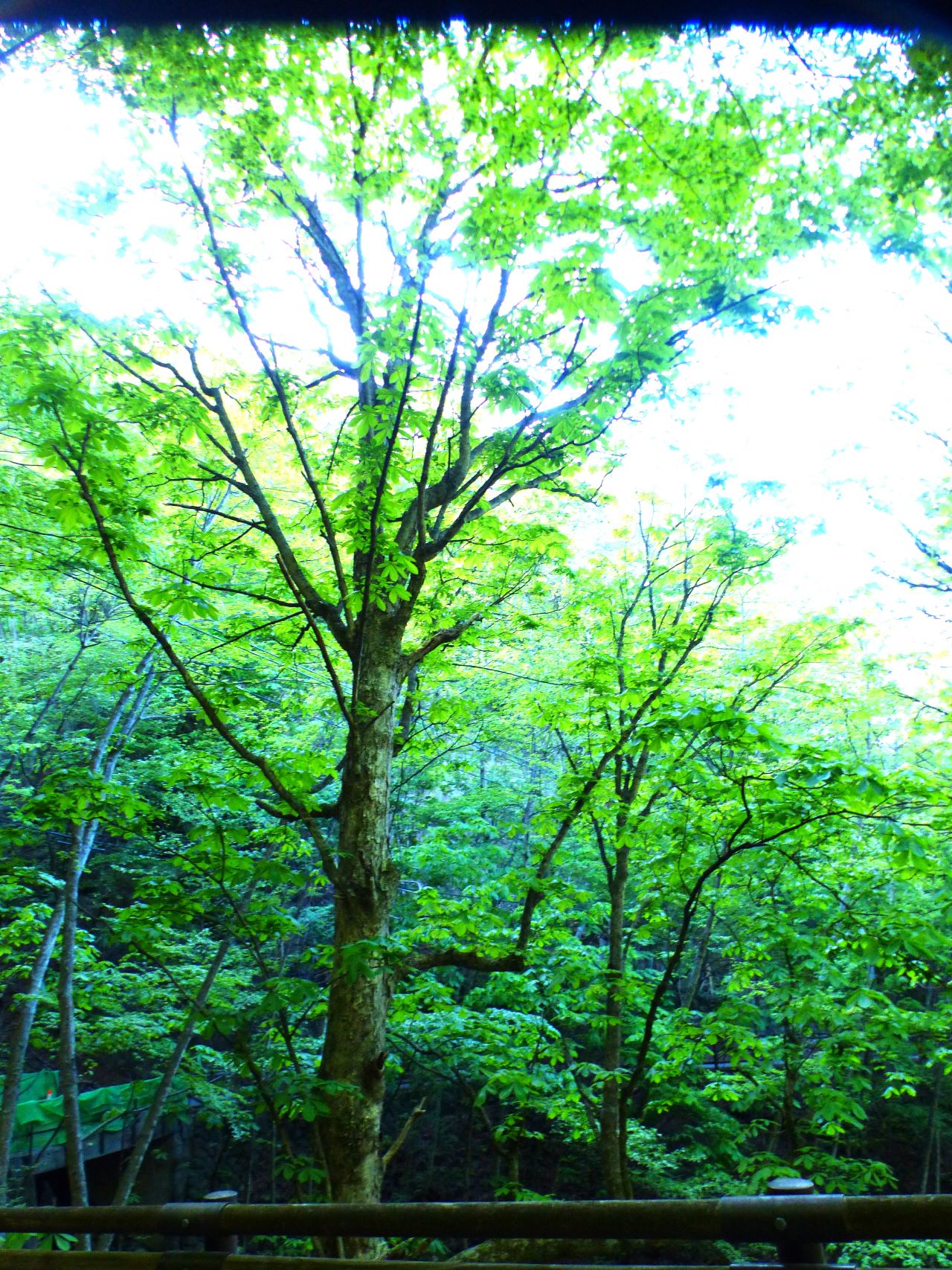 【森に親しむ野外講座】西沢渓谷～秩父多摩甲斐国立公園の西沢渓谷の新緑と花々に囲まれ森林浴を楽しむ～