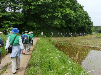 【緑を楽しむ講座 千葉】カエル鳴く春の里山と鎮守の森を歩く