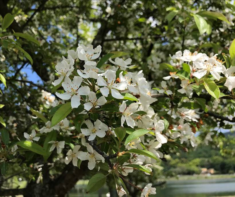 【緑を楽しむ講座 柏】こんぶくろ池を訪ねる～春の湧水の森と歴史遺産を訪ねて～