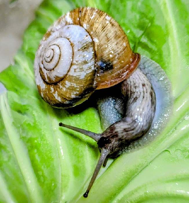 【緑を楽しむ講座 柏】カタツムリの生態～梅雨時に愛嬌のある姿、その魅力と謎～