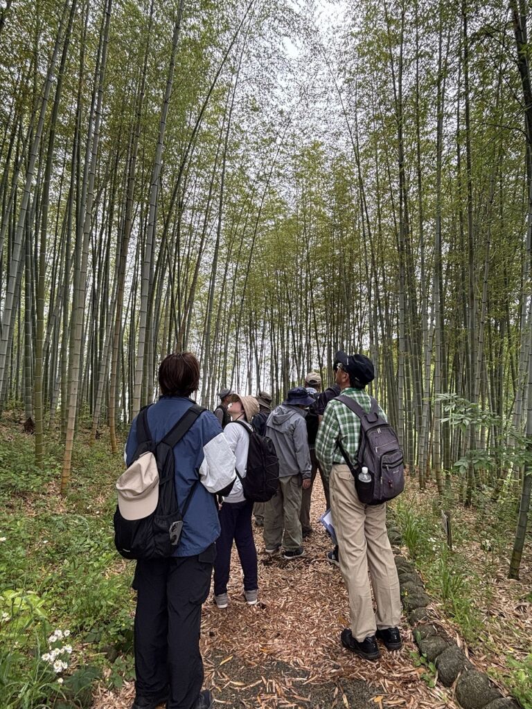 竹林の黄葉