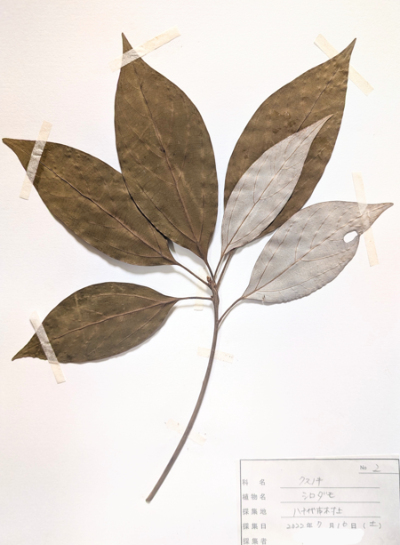 押し葉をつくってみましょう　　～後世に残る植物標本～
