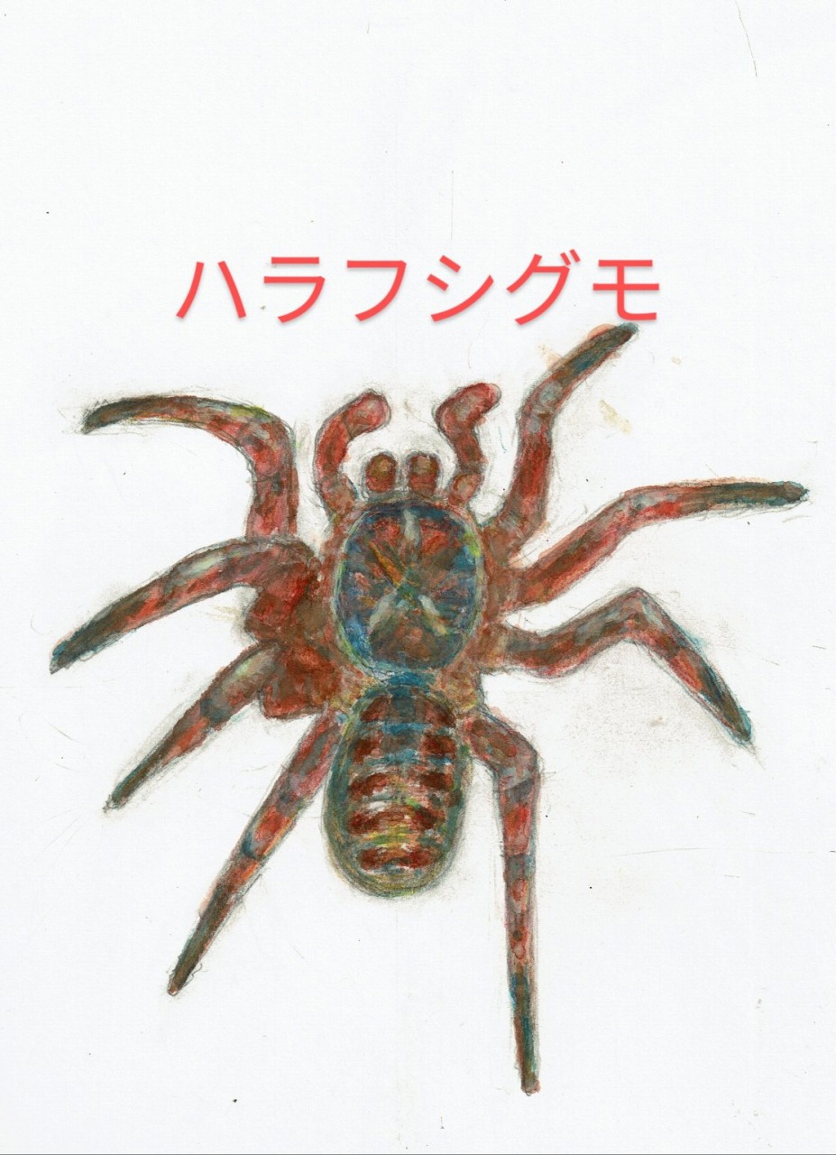 ハラフシグモ　クモの科学（HP）