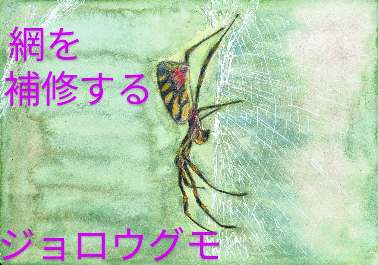 ジョロウグモ　　　クモの科学（HP）