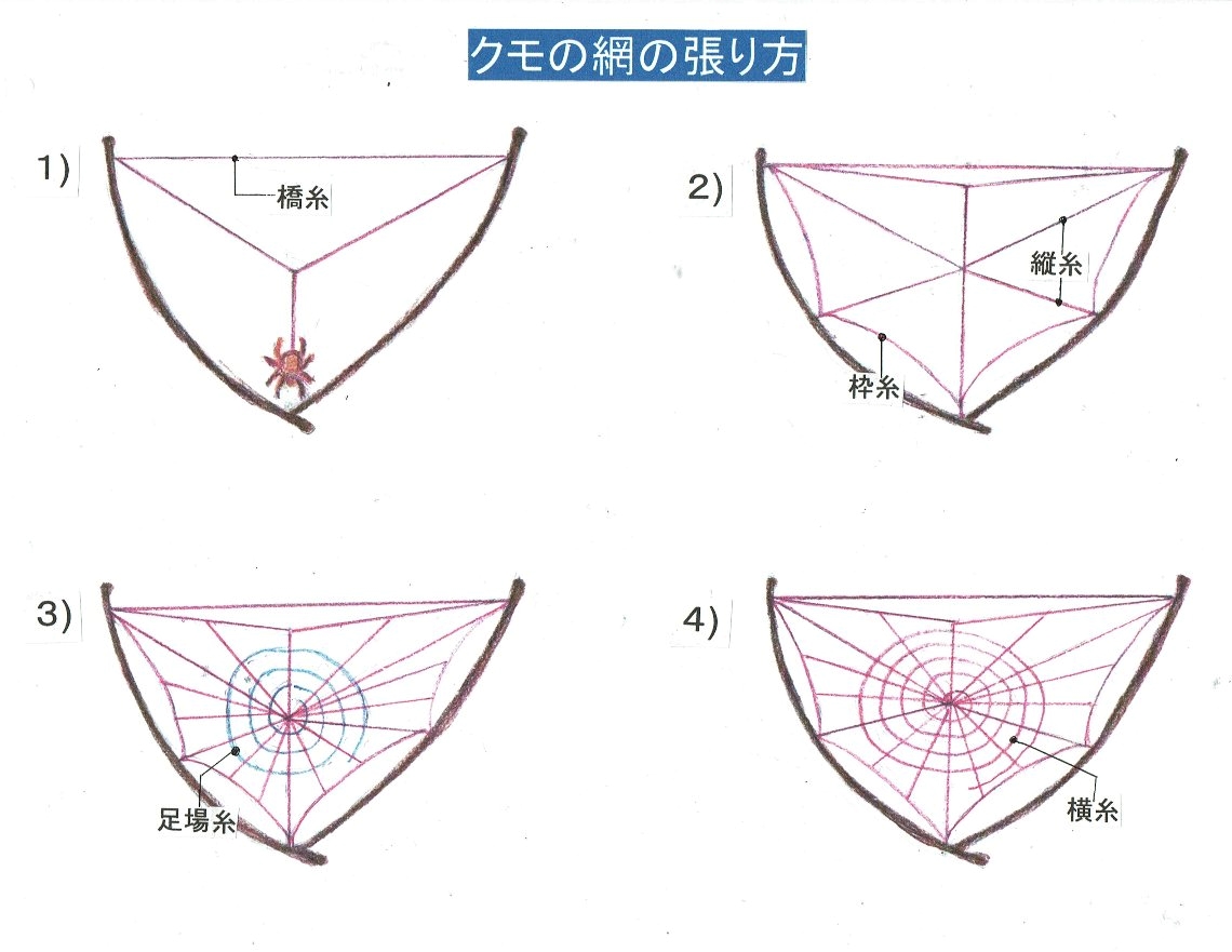 クモの科学　シリーズ２　～クモの糸と網～