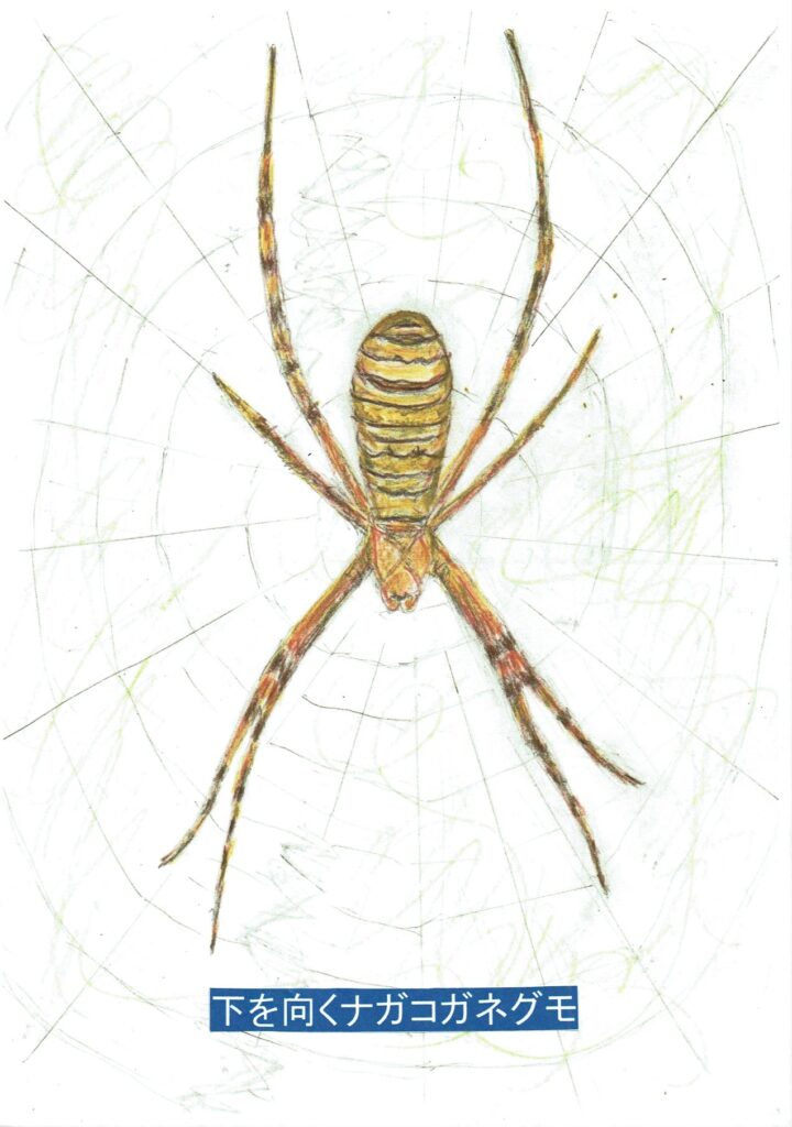 下を向くナガコガネグモ