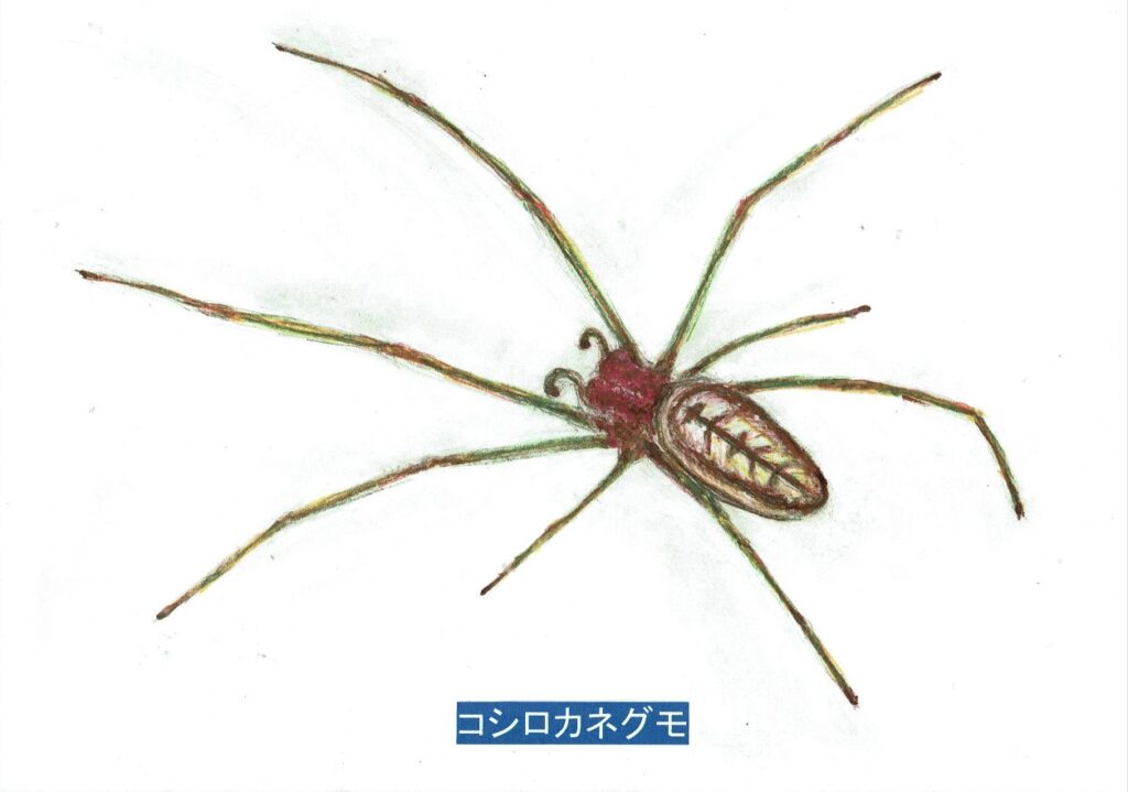 コシロガネグモ