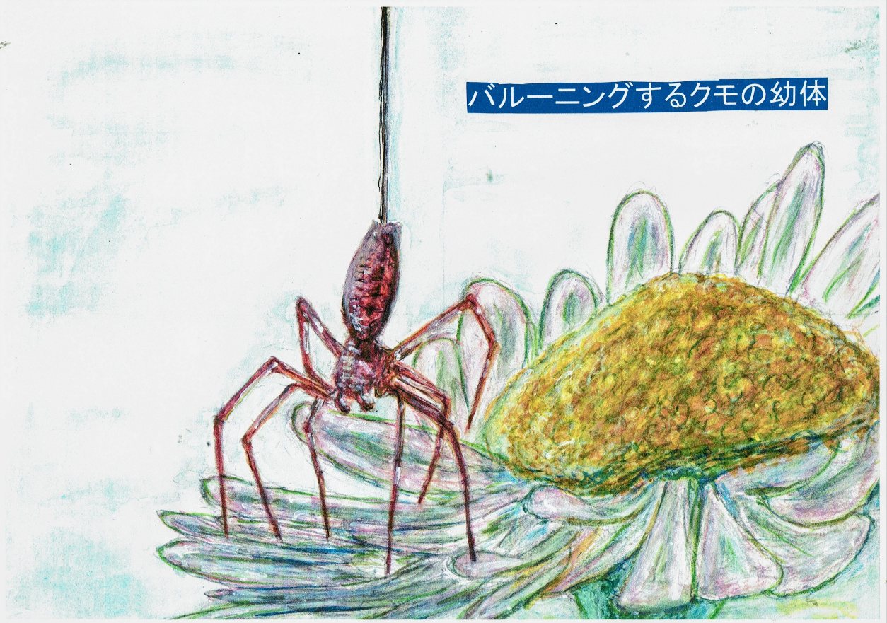 クモの科学　シリーズ3(最終回）　～クモの生活、特徴など～