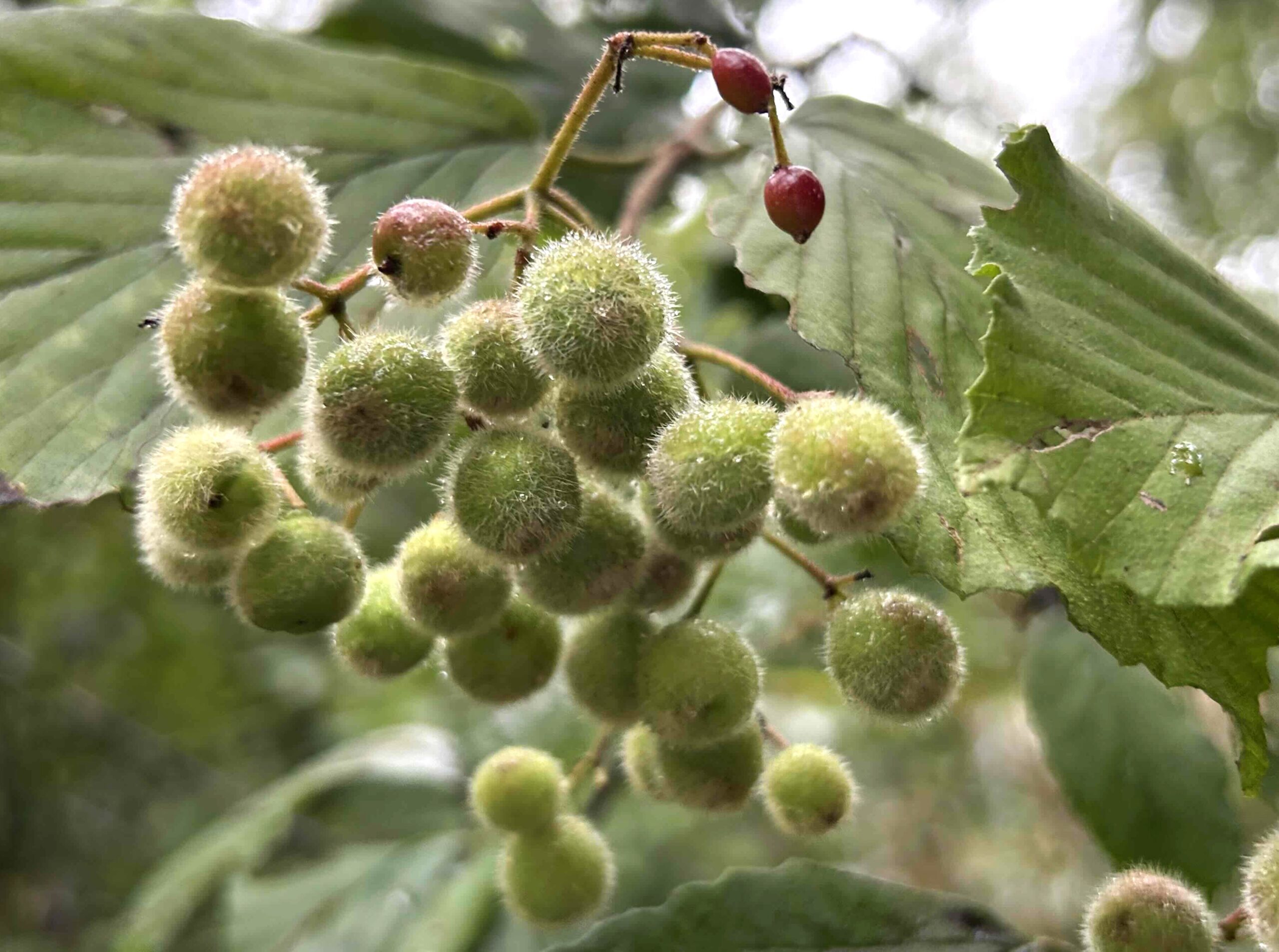 ガマズミミケフシ（虫こぶ）　ＦＩＣの森