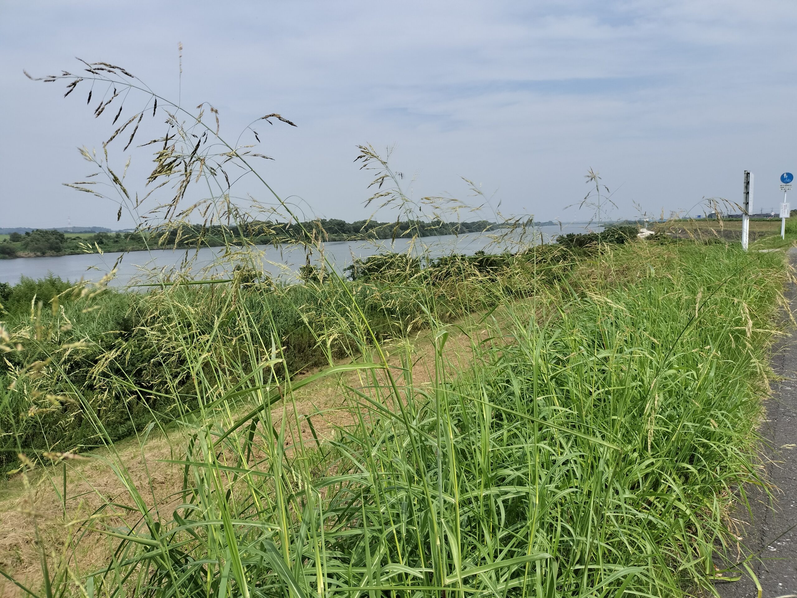 利根の川風に吹かれよう2　緑を楽しむ講座