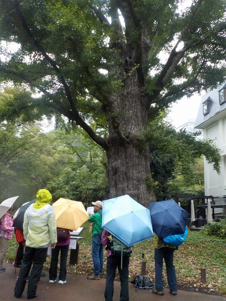 日比谷公園の首かけイチョウ　緑を楽しむ講座
