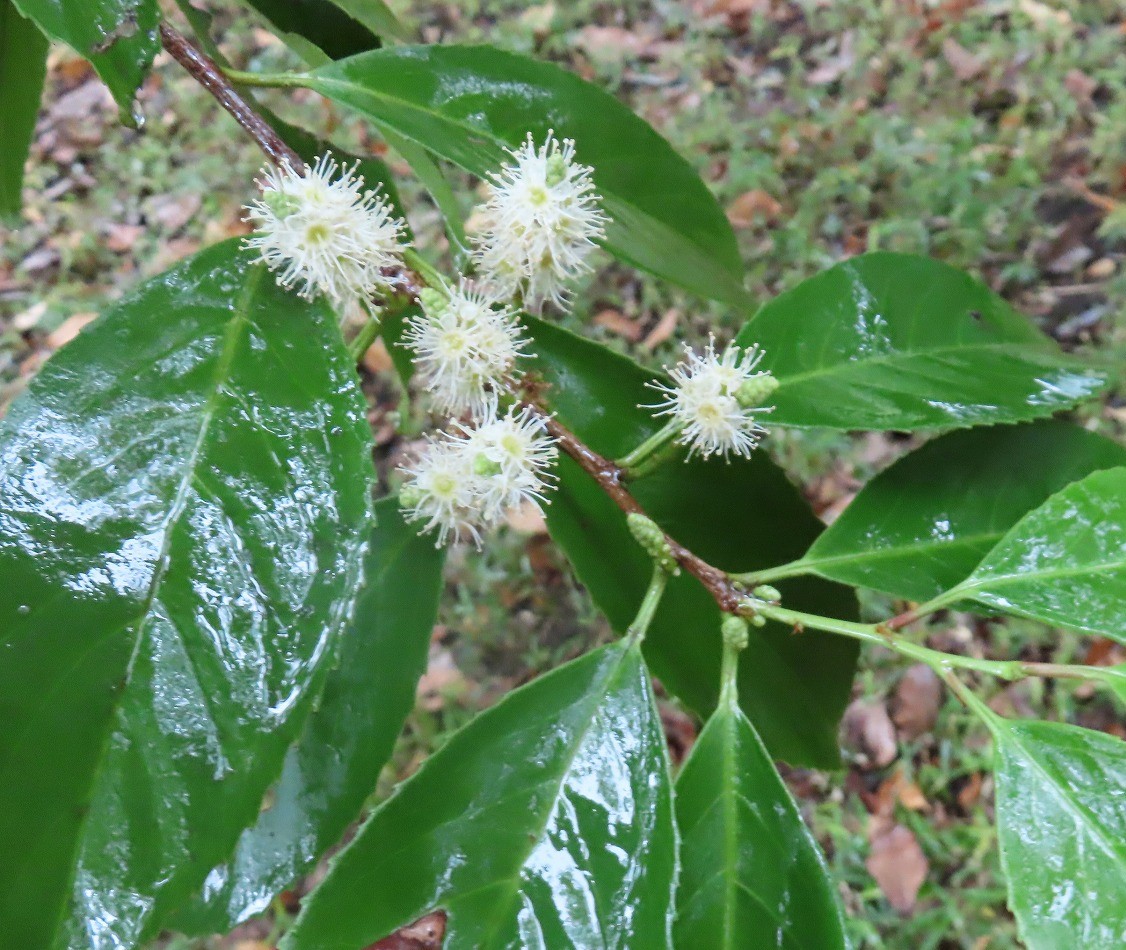 バクチノキ　緑を楽しむ講座