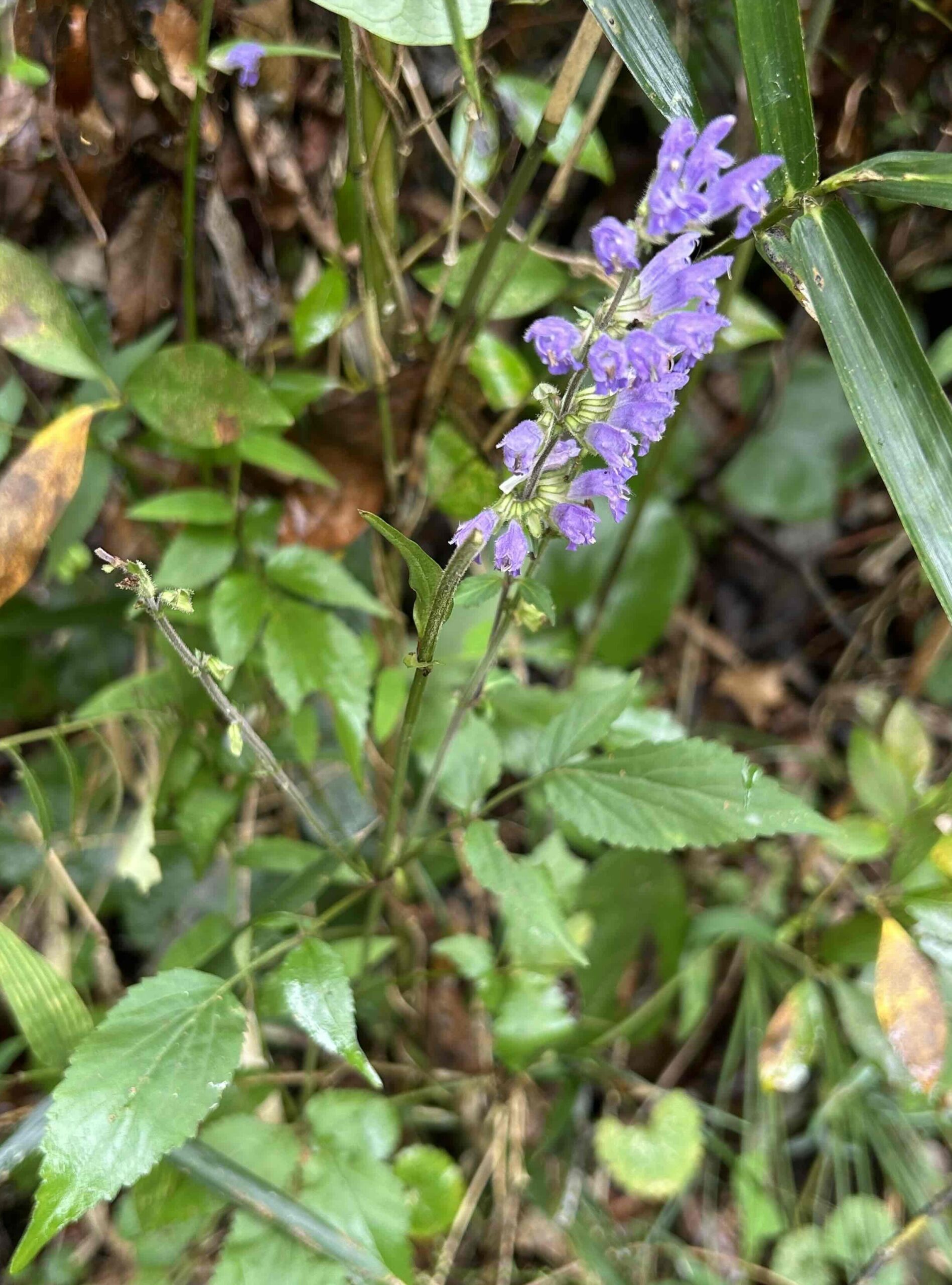 アキノタムラソウ　中央部会