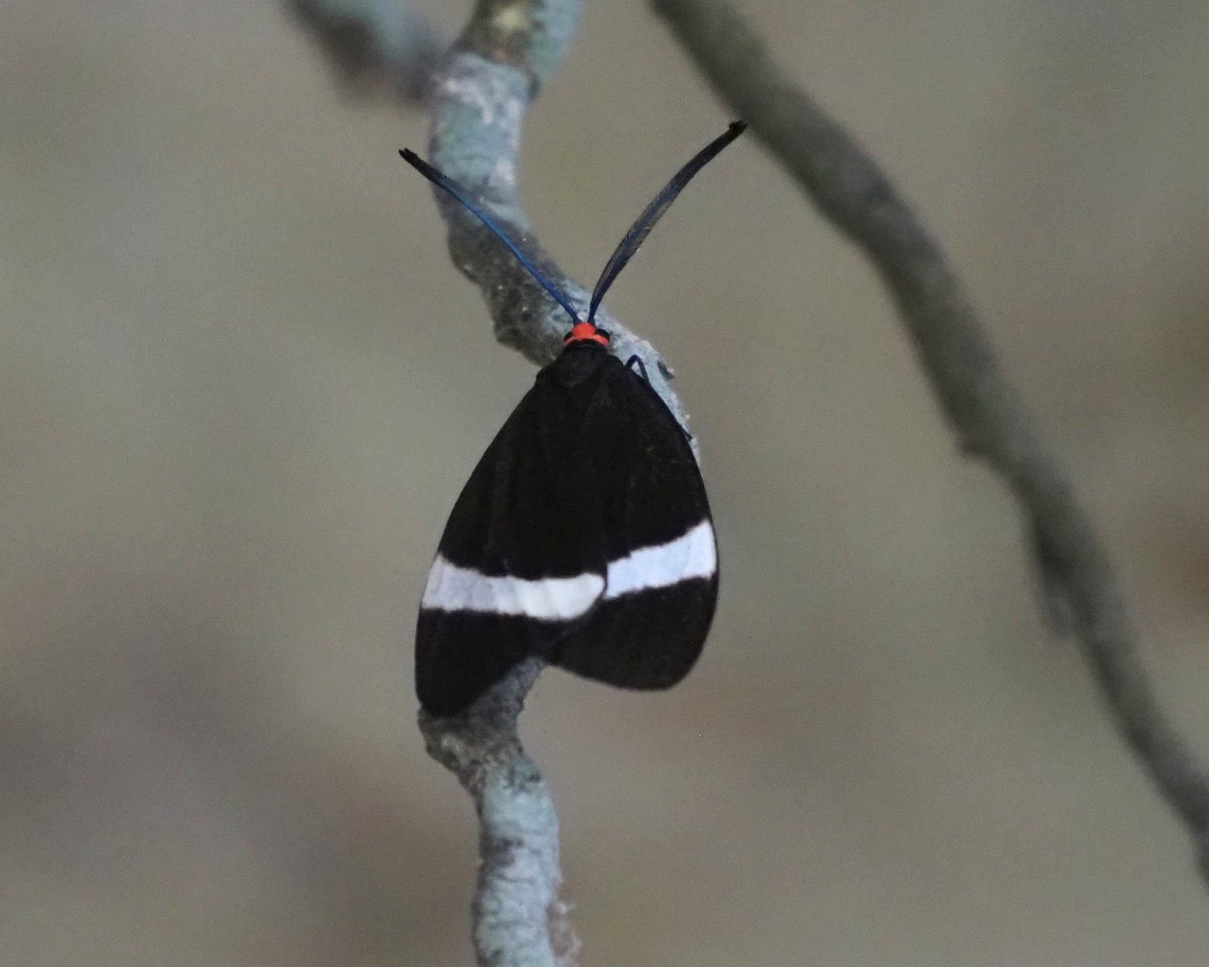 ホタルガ　中央部会