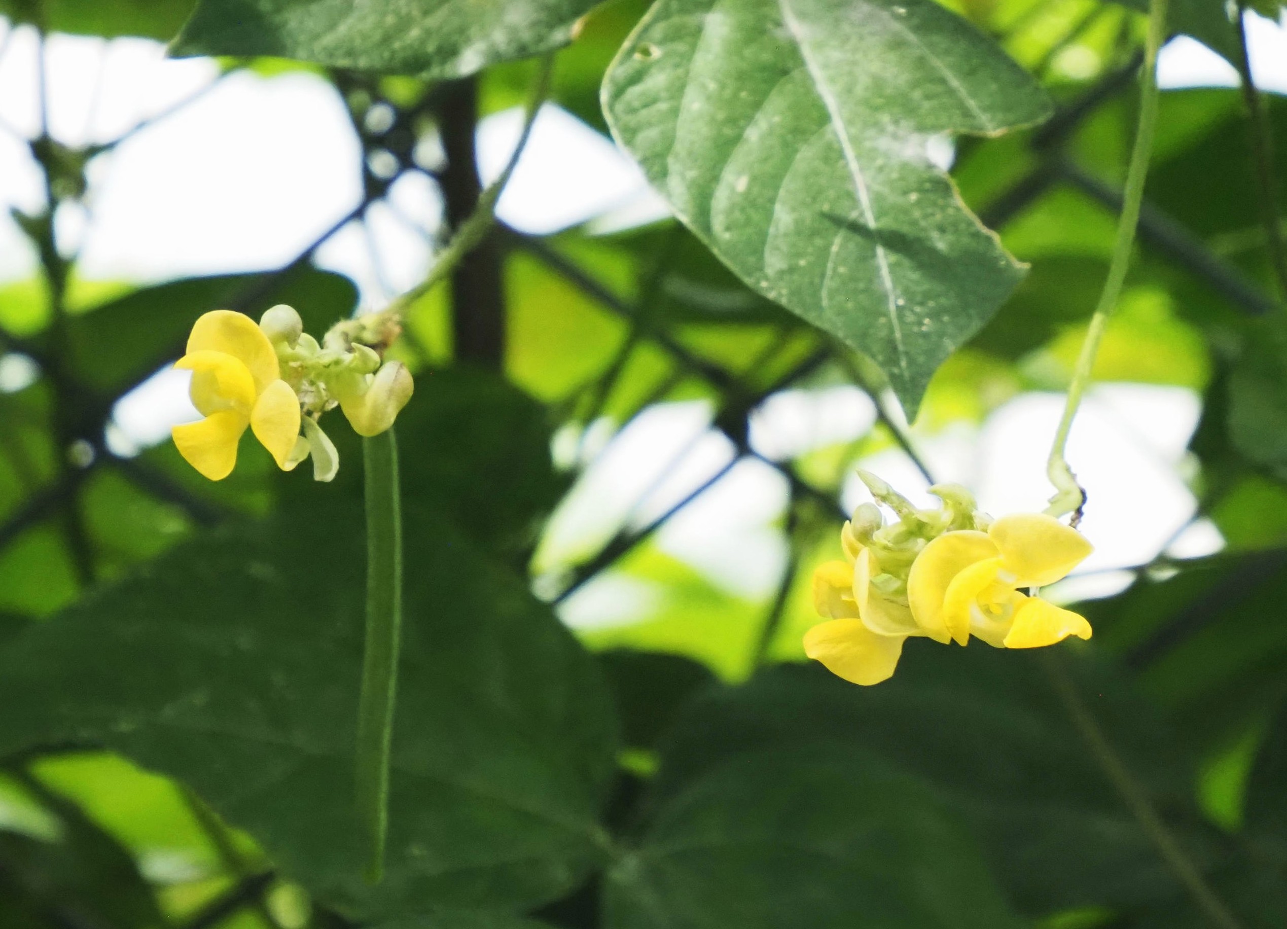 ヤブツルアズキ　中央部会