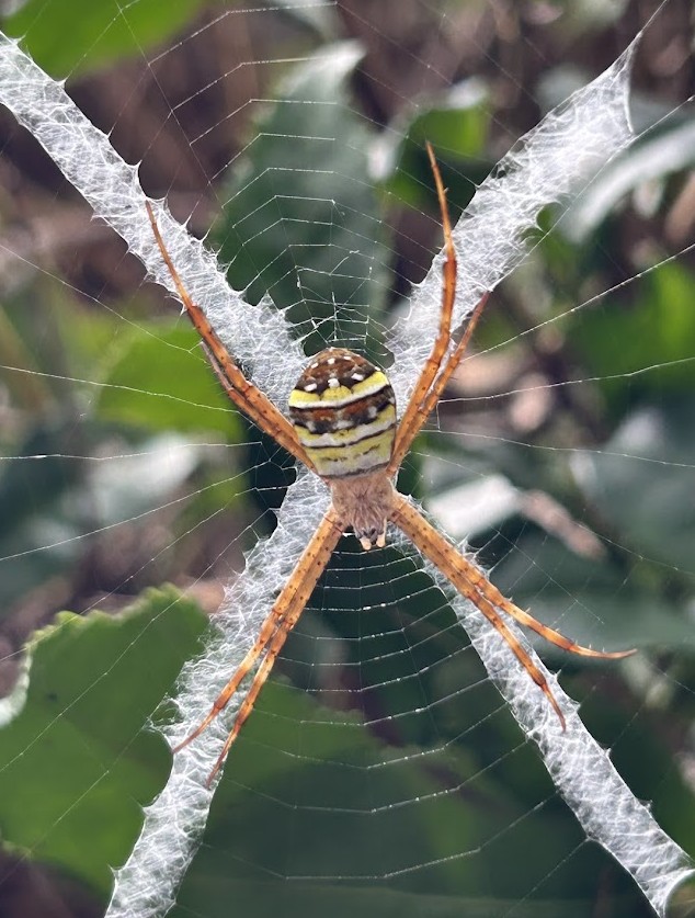 コガタコガネグモ　北総部会（受託）