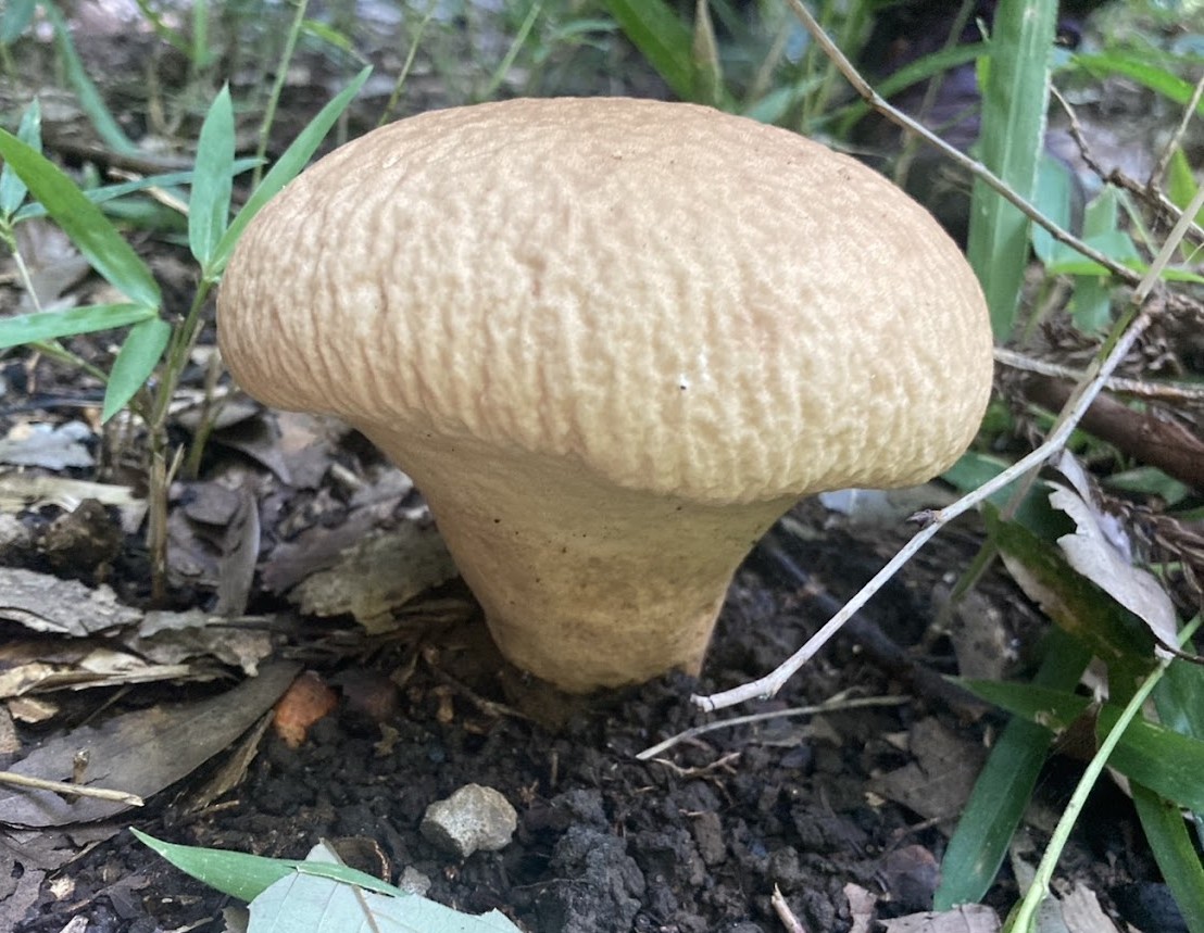 ノウタケ　北総部会（受託）