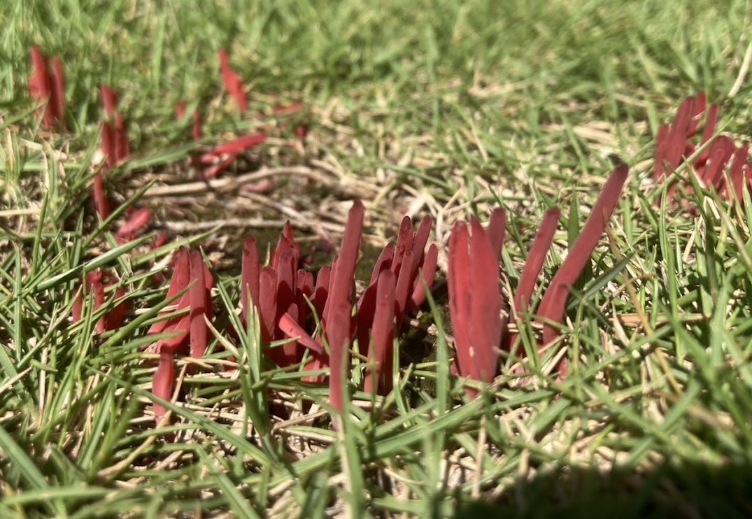 ベニセンコウタケ　北総部会（受託）