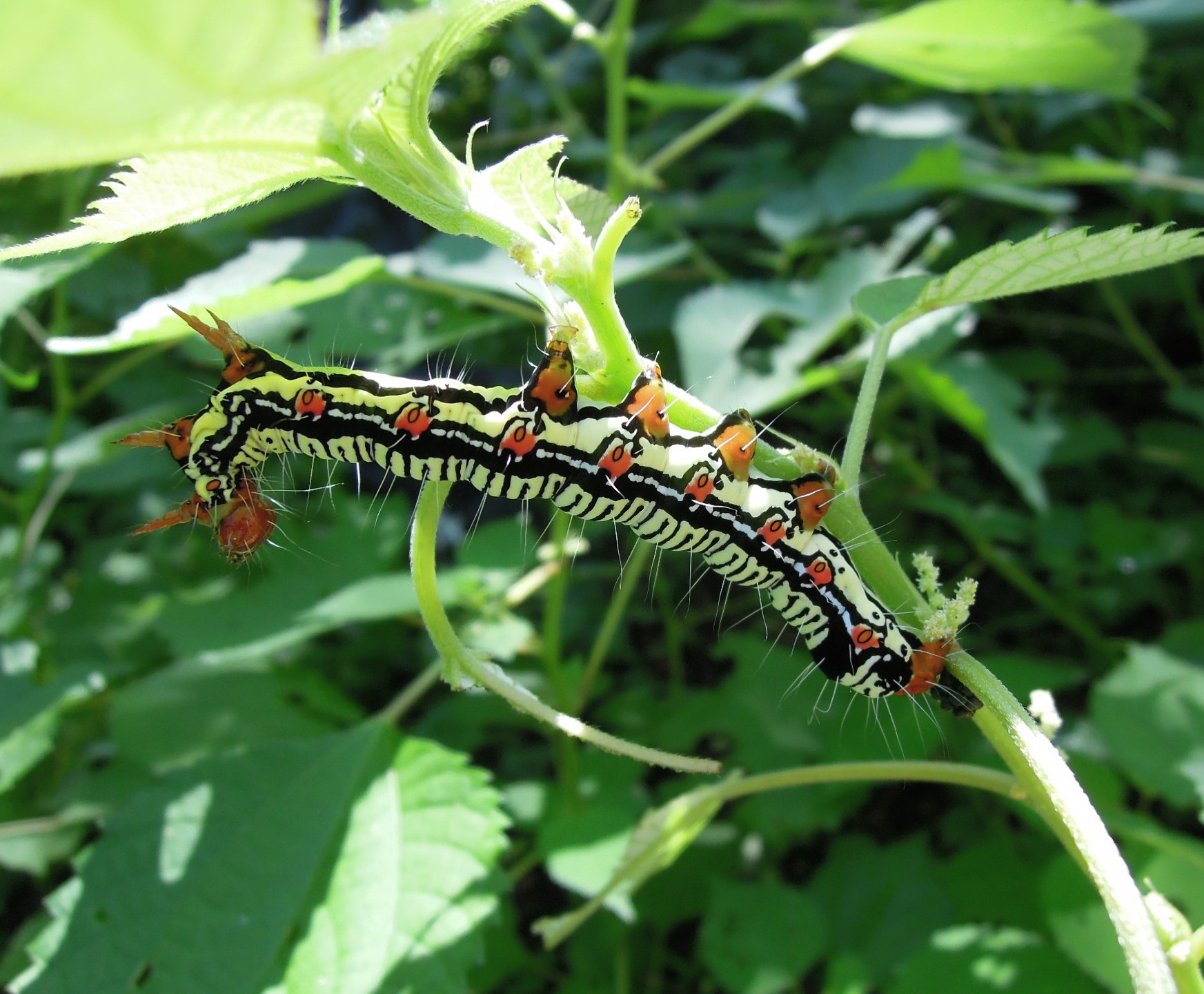 フクラスズメの幼虫　北総部会（受託）