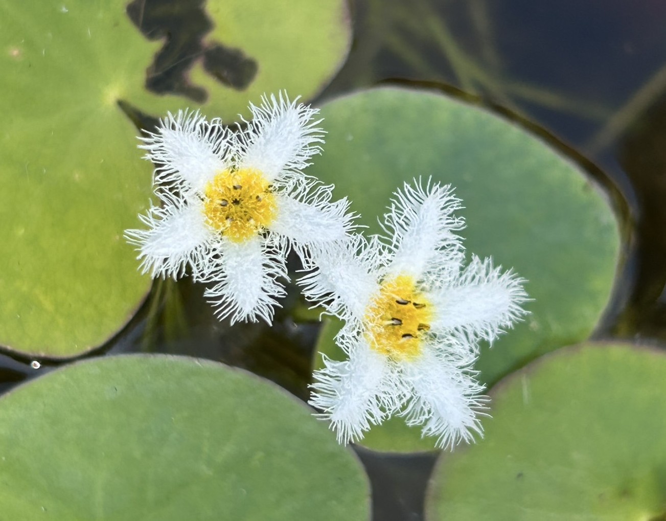 ガガブタ　みどりの講座（受託）