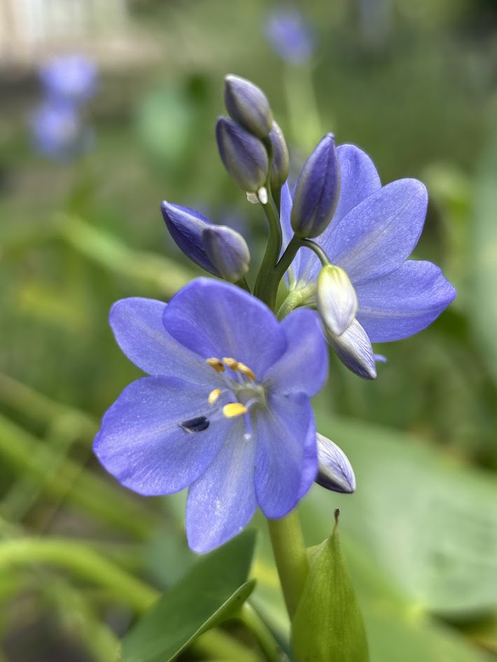 ミズアオイ　みどりの講座（受託）