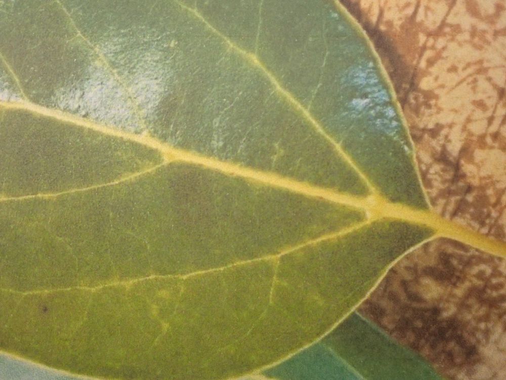 大きな視点で自然を見る