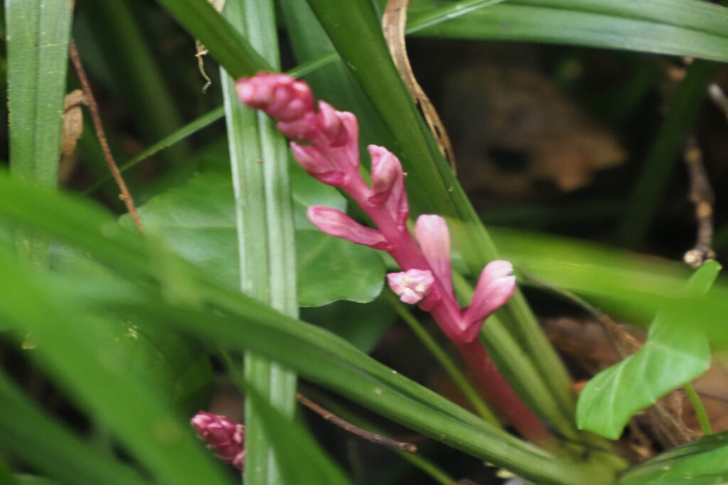 キチジョウソウ