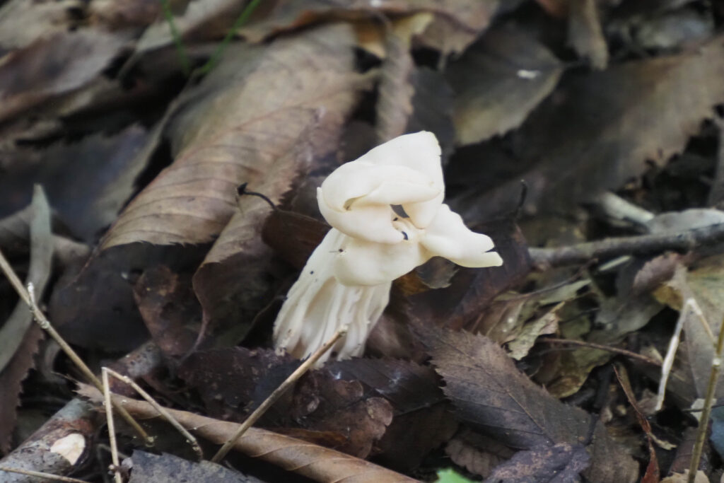 ノボリリュウタケ