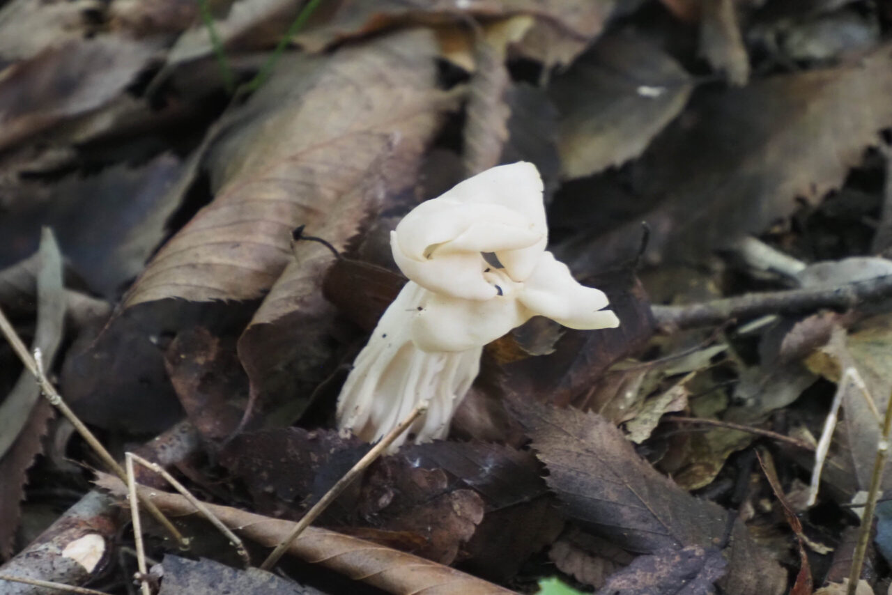 地域部会（中央部会） 月例部会11月