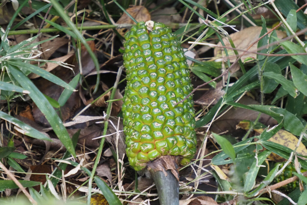 ウラシマソウの実