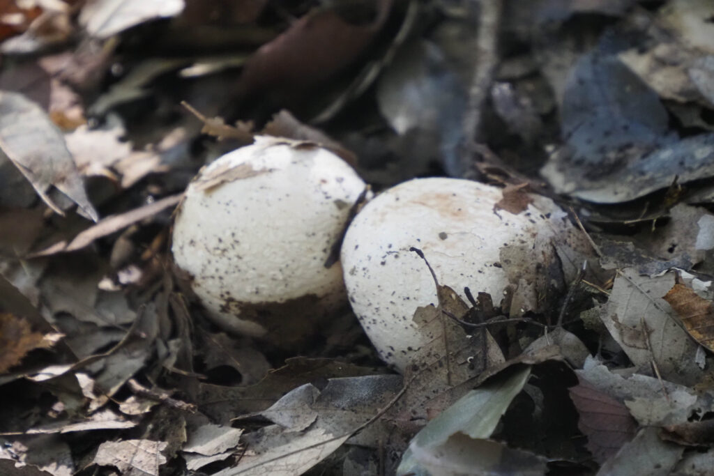 スッポンタケの幼菌