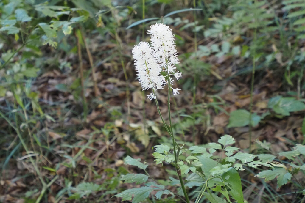 サラシナショウマ