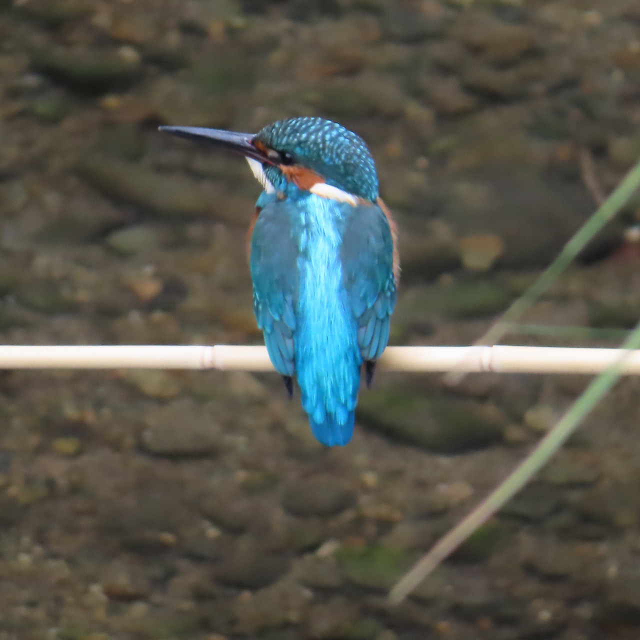 秋の武蔵関公園で水辺の遊歩道散策と下野谷遺跡で縄文に思いを馳せる