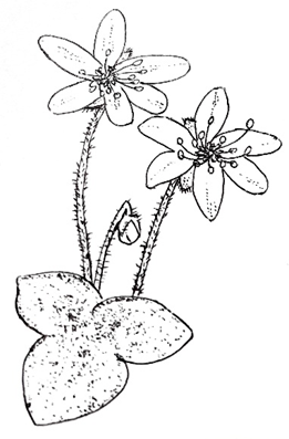 千葉の山の四季　～季節をいろどる花々～