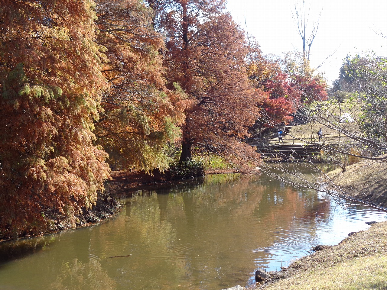 「メルヘンの丘」周辺に至る道では、植栽された落葉針葉樹のメタセコイア、ヌマスギ(=ラクウショウ)、スイショウ(水松)、イロハモミジ、ハナノキ、カロリナポプラなどを観察、その黄紅葉や褐葉の美しさを堪能しました。