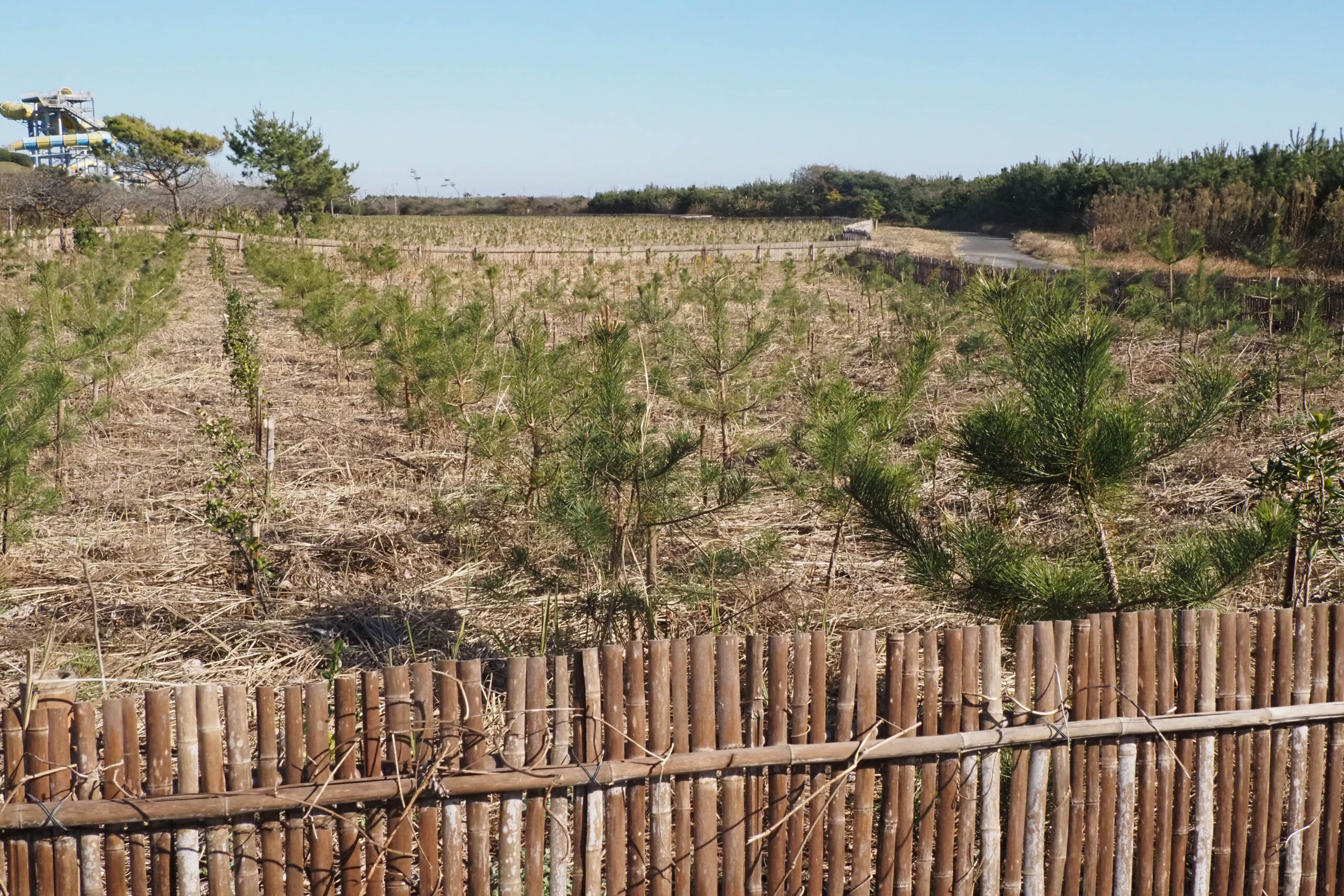 竹簾（たけす）で囲われたクロマツの植栽地
