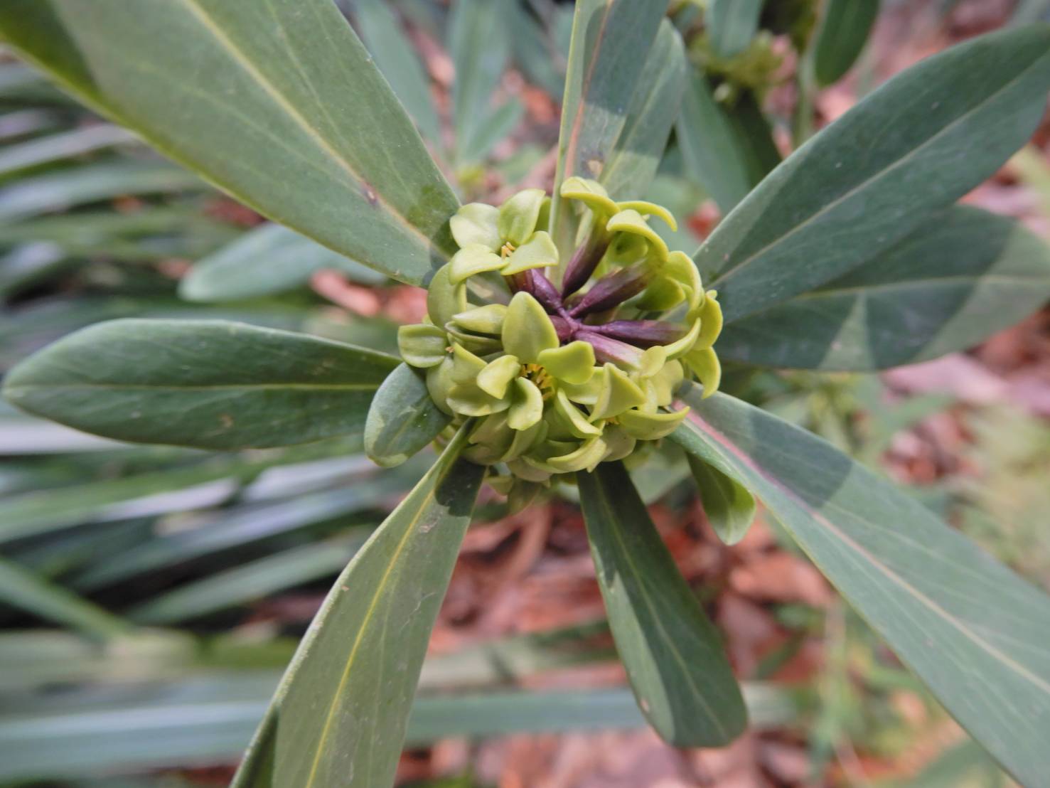 ムラサキオニシバリ