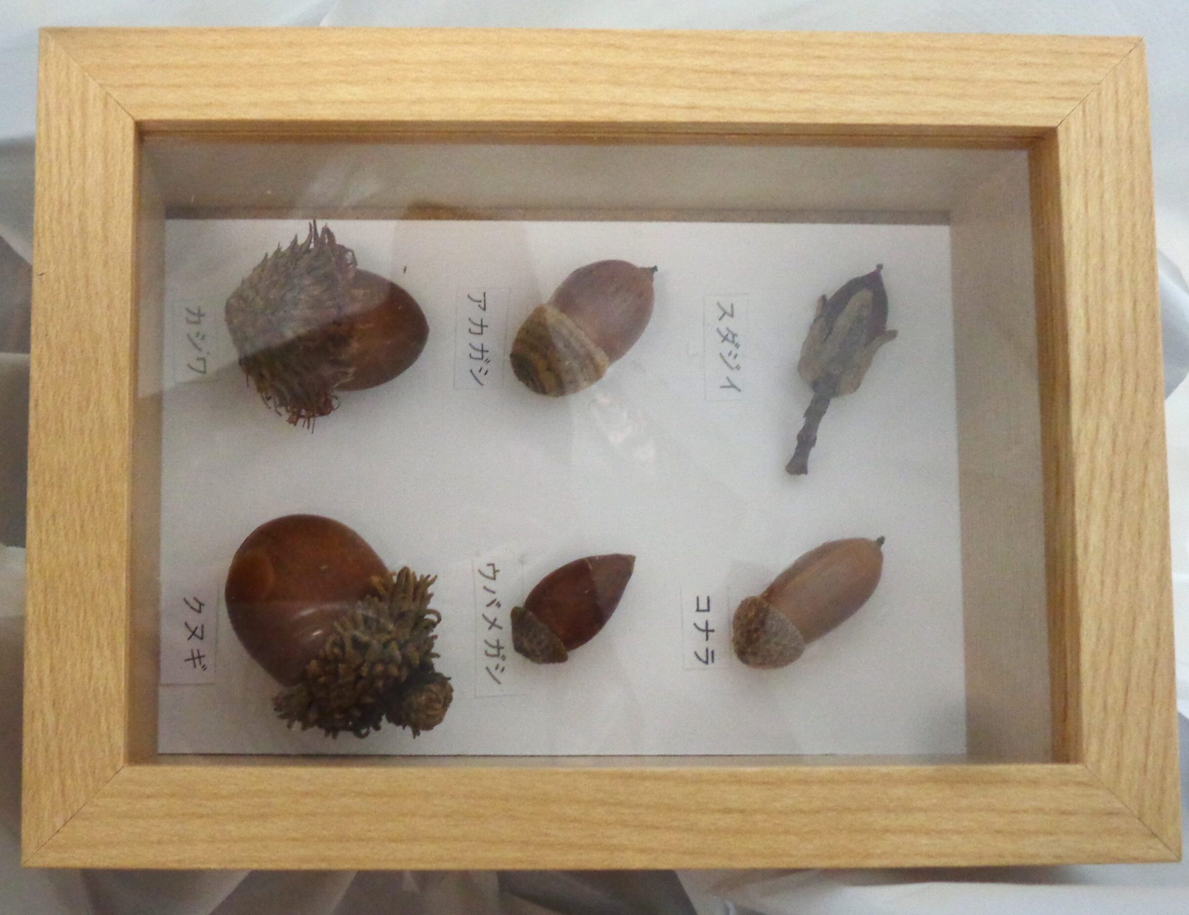 どんぐり標本箱