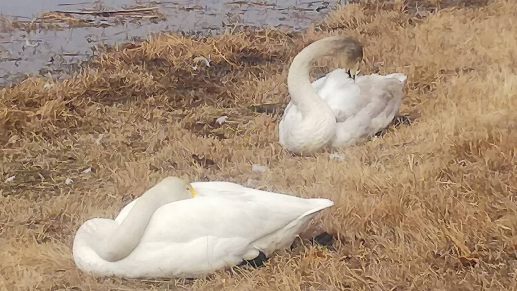 オオハクチョウ