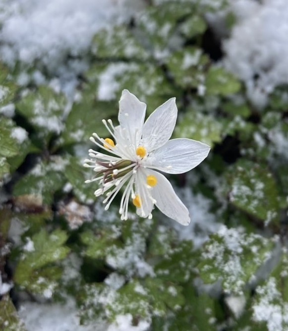 バイカオウレン