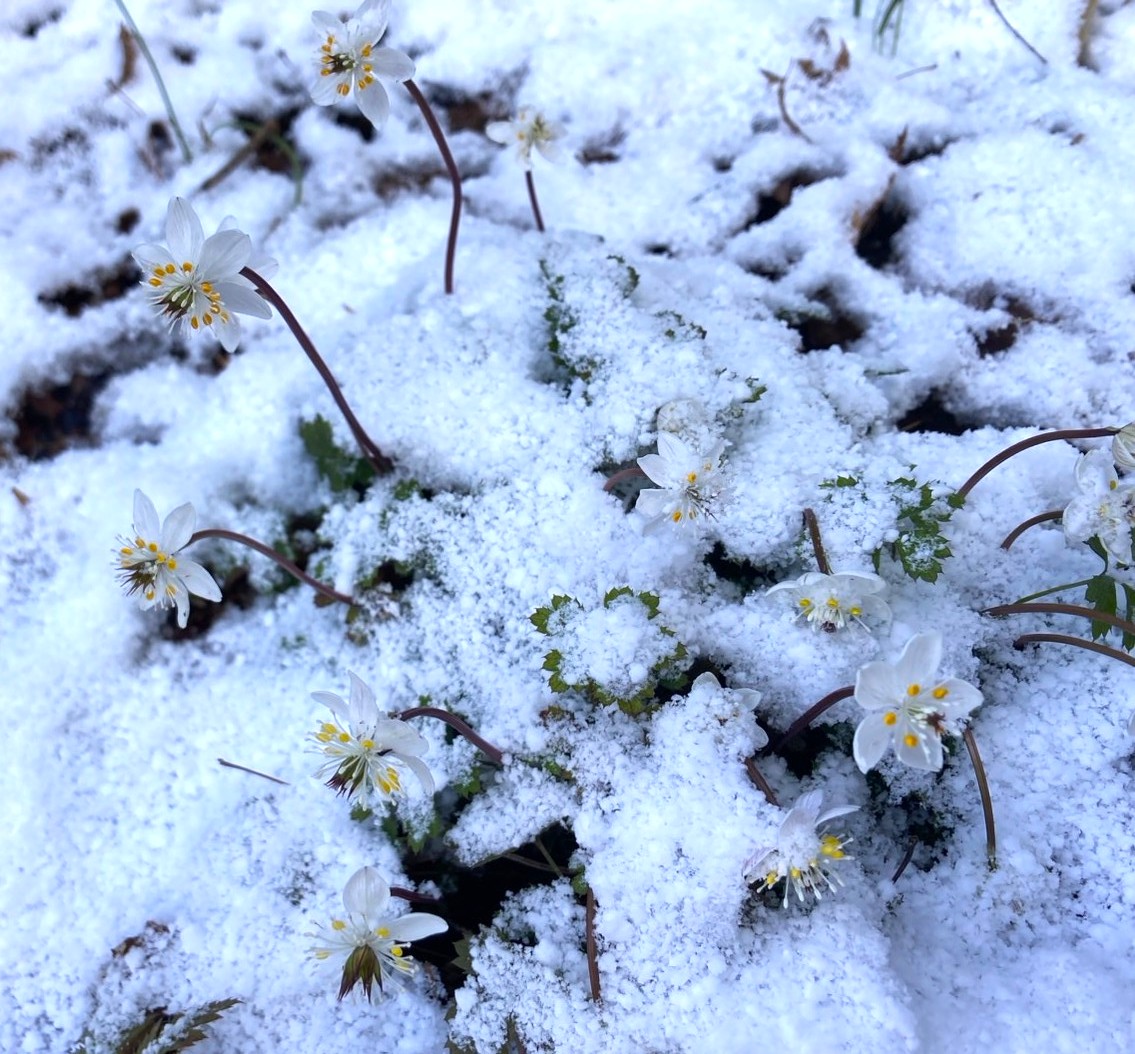 セリバオウレン　　　