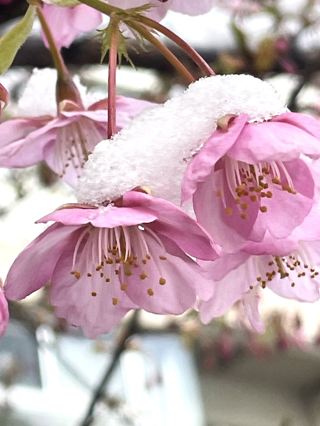 カワヅザクラと雪　　