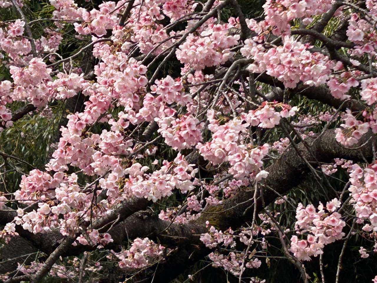 植木の里 安行（あんぎょう）に「安行桜」を訪ねて