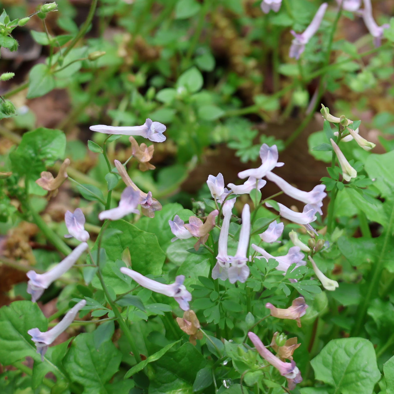 ジロボウエンゴサク