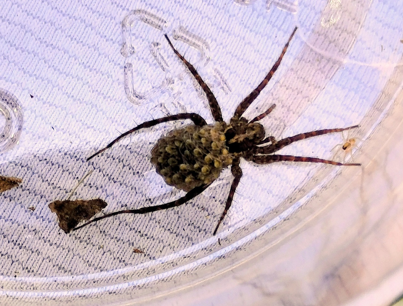 自然ウオッチング4月　春の森で生き物探検　ミクロハイク