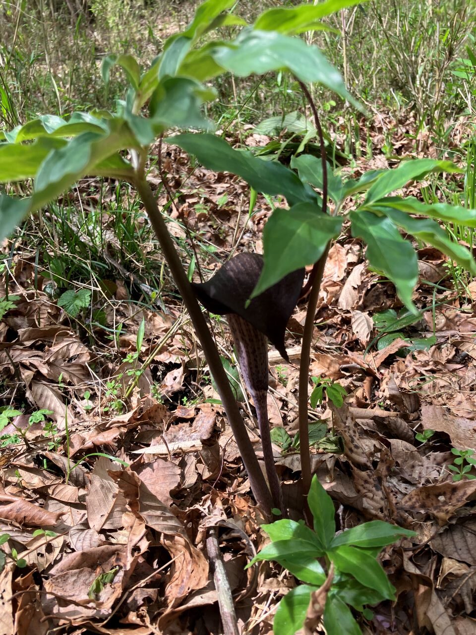 FICの森 4月活動報告