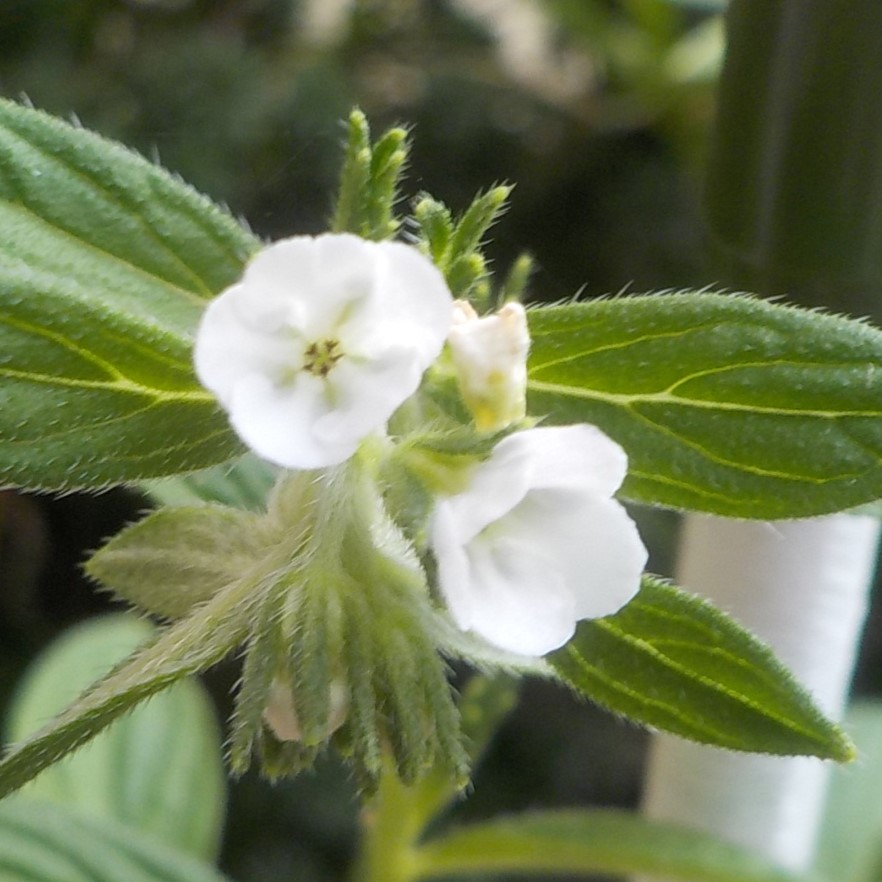 ～古の色を求めて～　草木染ことはじめⅡ