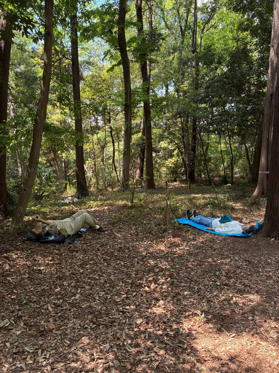 健康と癒しの森歩き