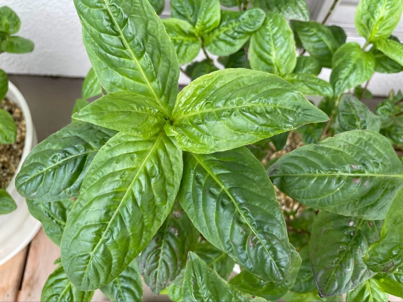～古の色を求めて～ 草木染ことはじめ Ⅵ-1「藍染めの話」